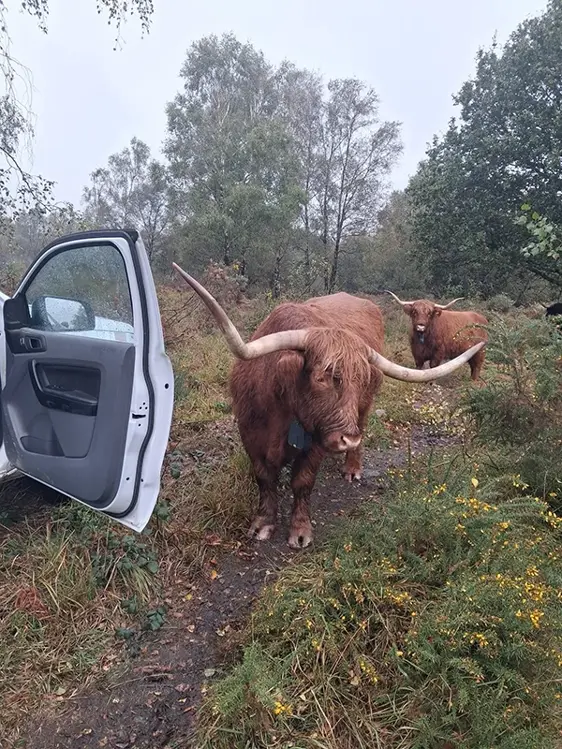highland cattle
