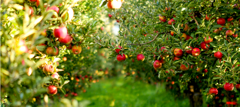 Cider apple orchard