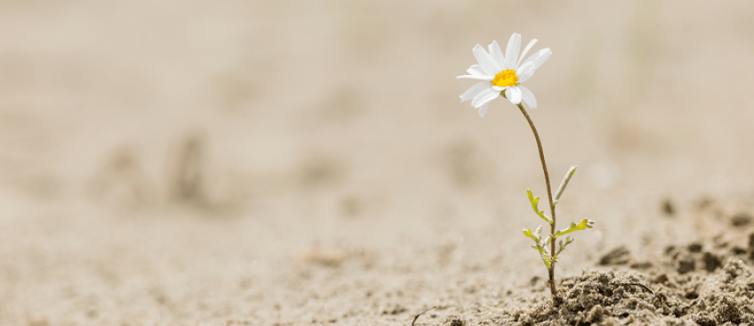 Lone growing daisy in desolate space